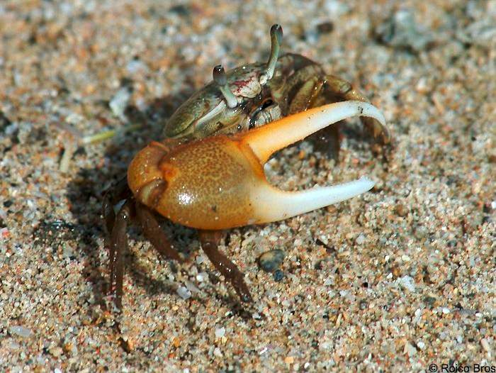 Crabe Cémafaute
