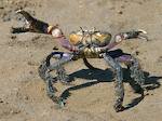Crabe Mantou
