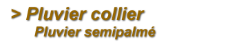Collier Pluvier semipalmé