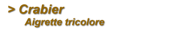 Aigrette tricolore