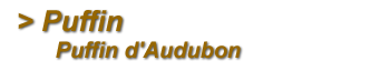Puffin d'Audubon