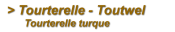 Tourterelle turque