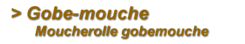 Gobe-mouche