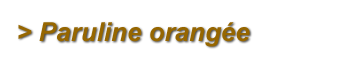 Paruline orangée