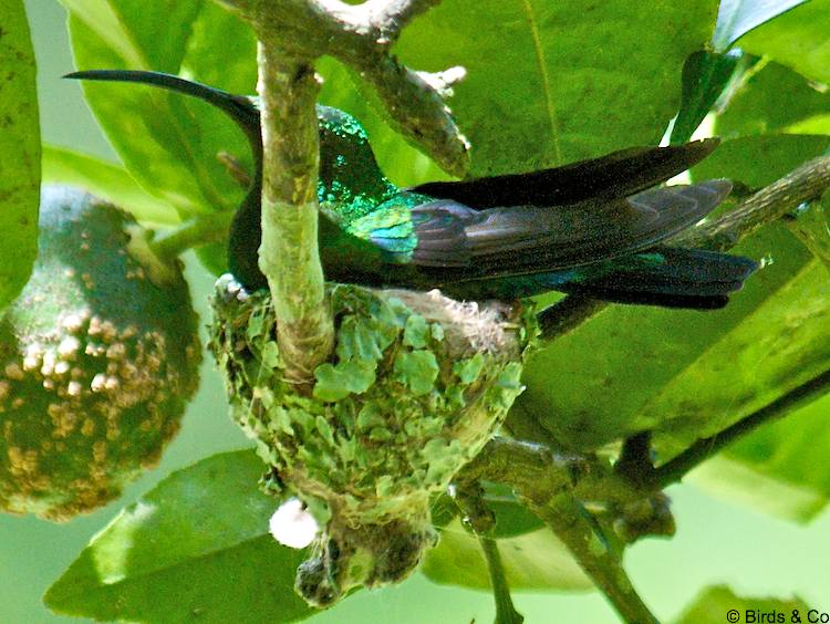 Colibri fal vert Nid