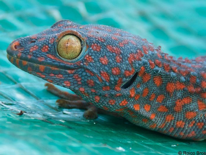 Mabouya Gekko gecko